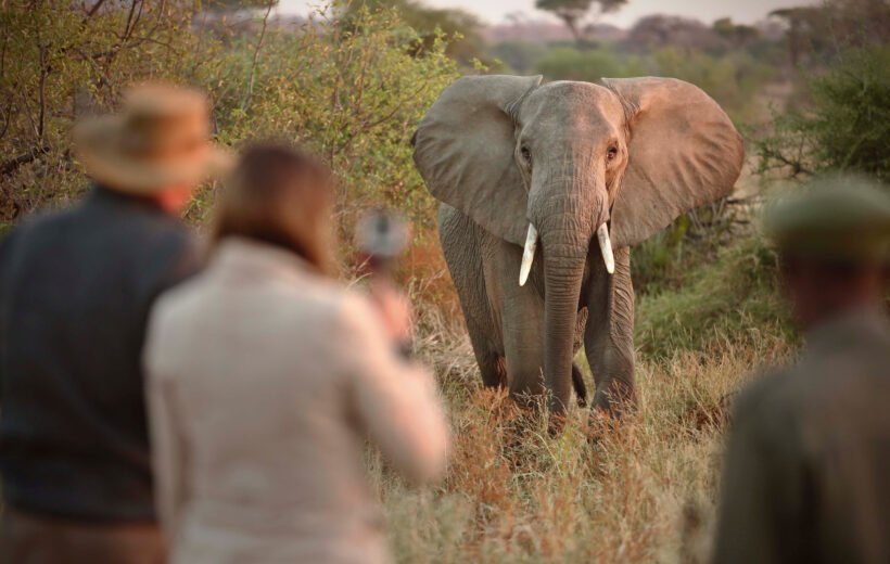 Day Trip to Ruaha National Park