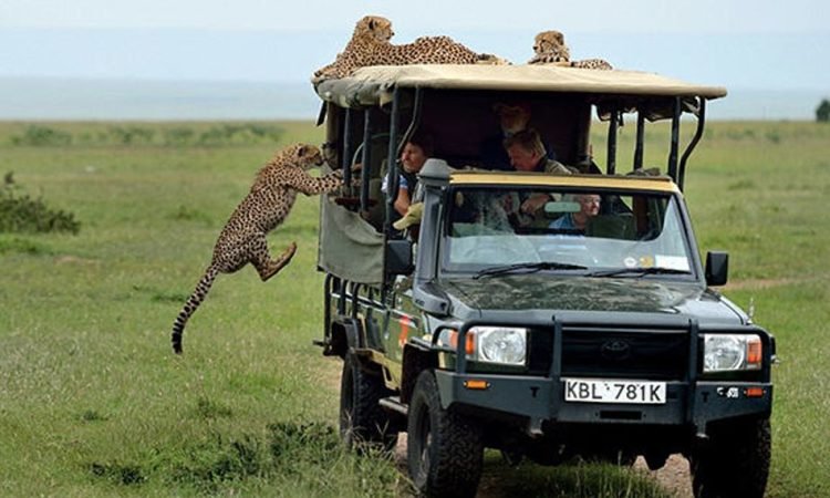 Mikumi’s Big Five in a Day