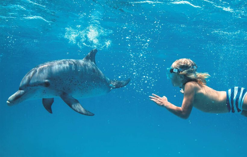 Kizimkazi Dolphin & Snorkeling Experience