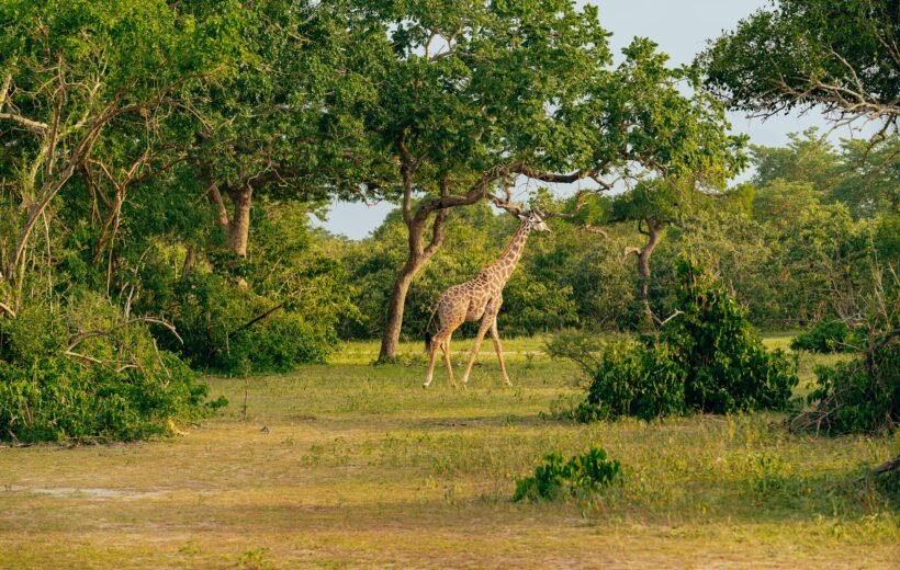 A Day in Serengeti National Park: A Luxurious Safari Experience