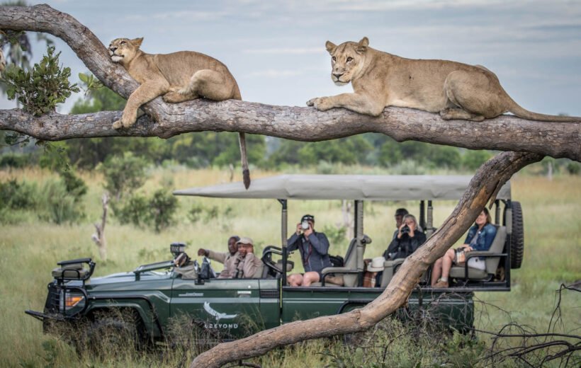 5-Day Safari Across Tanzania's Natural Wonders