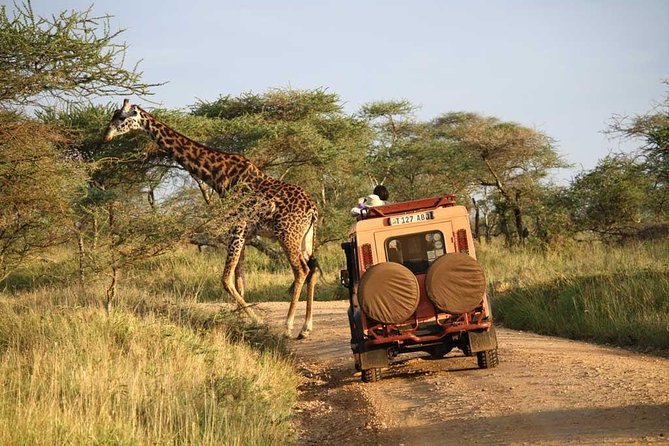 8 Days Ngorongoro High Lands & Serengeti Package