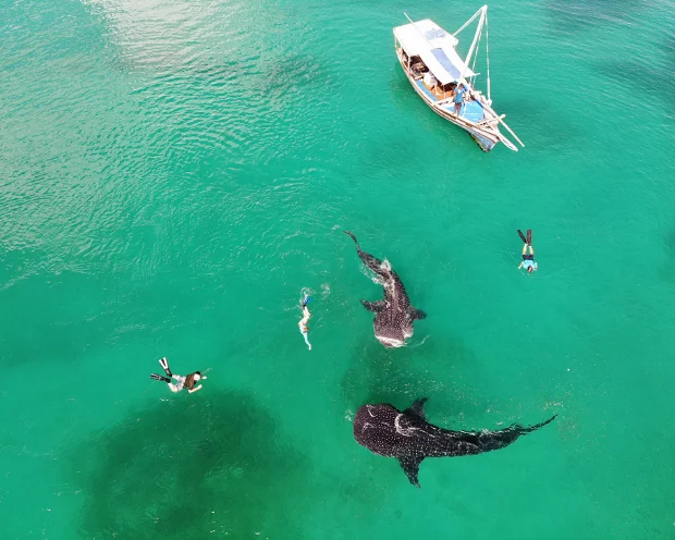 Mafia Island Whale Shark Adventure