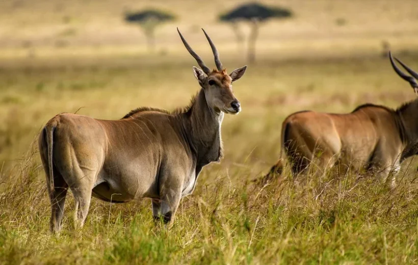 Mkomazi National Park: Exclusive Safari by Flight
