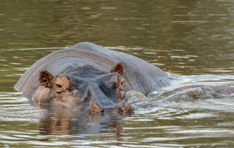 Selous National Park Day Trip: An Exclusive Safari Experience